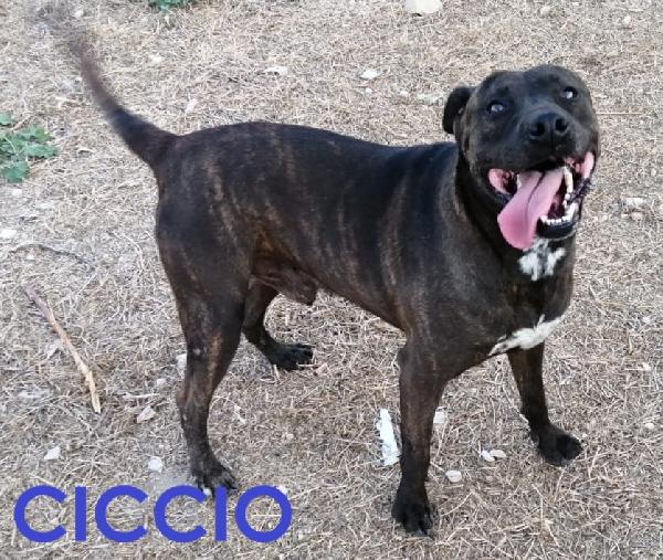 Ciccio Pit Nato Intorno Al 2018